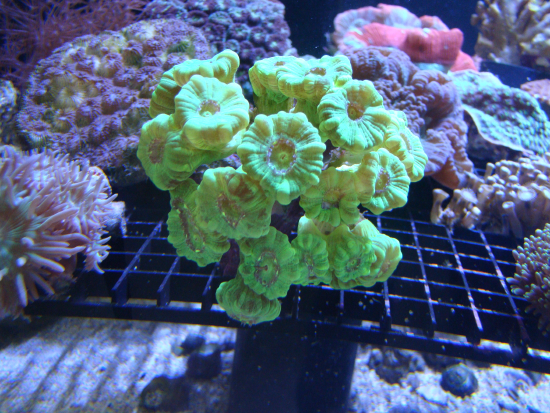  Caulastrea curvata (Torch Coral, Curved Finger Coral, Trumpet Coral)